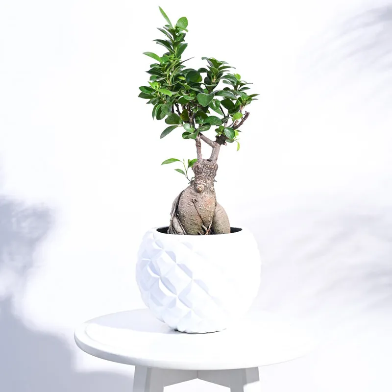 White faceted planter holding a leafy green plant on a white table.