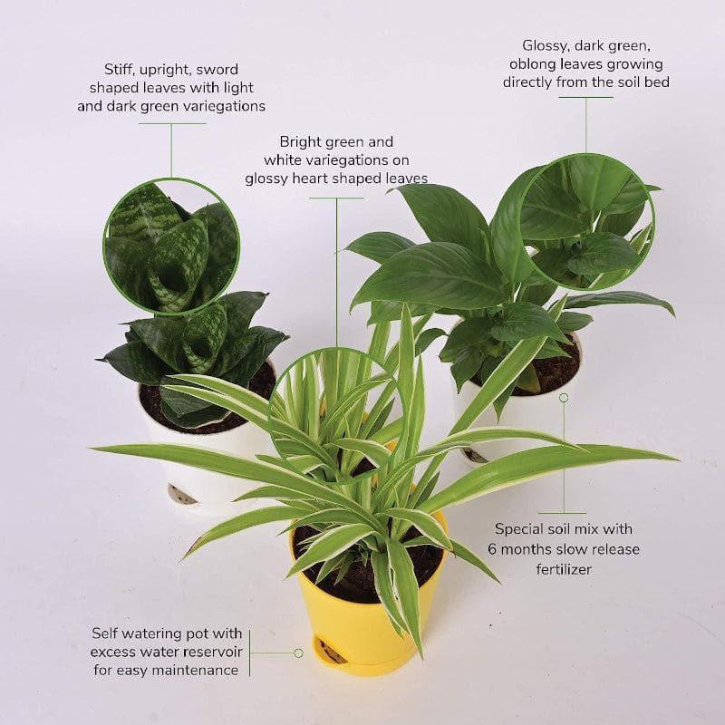 Ugaoo Indoor Air Purifier Plants With Pots - Set Of Three media 4