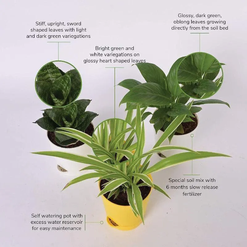 Ugaoo Indoor Air Purifier Plants With Pots - Set Of Three media 4