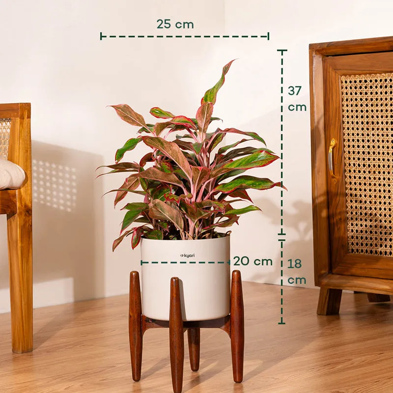 Kyari Agalonema Lipstick Plant With Metal Self Watering Pot (Beige) - 2 Feet media 5