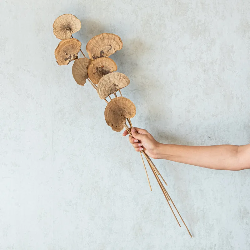 Leod Dried Sponge Mushroom Stick - Set Of Ten media 1