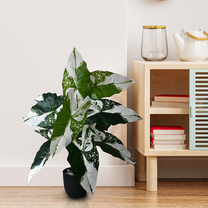 Faux Everlasting Infinity Caladium Plant With Black Plastic Pot - 79 cm (2.6 ft) media 3