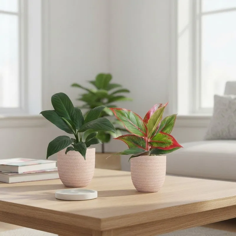 Greenkin Aglaonema Lipstick & Lily Live Plants (Ivory) - Set Of Two media 1