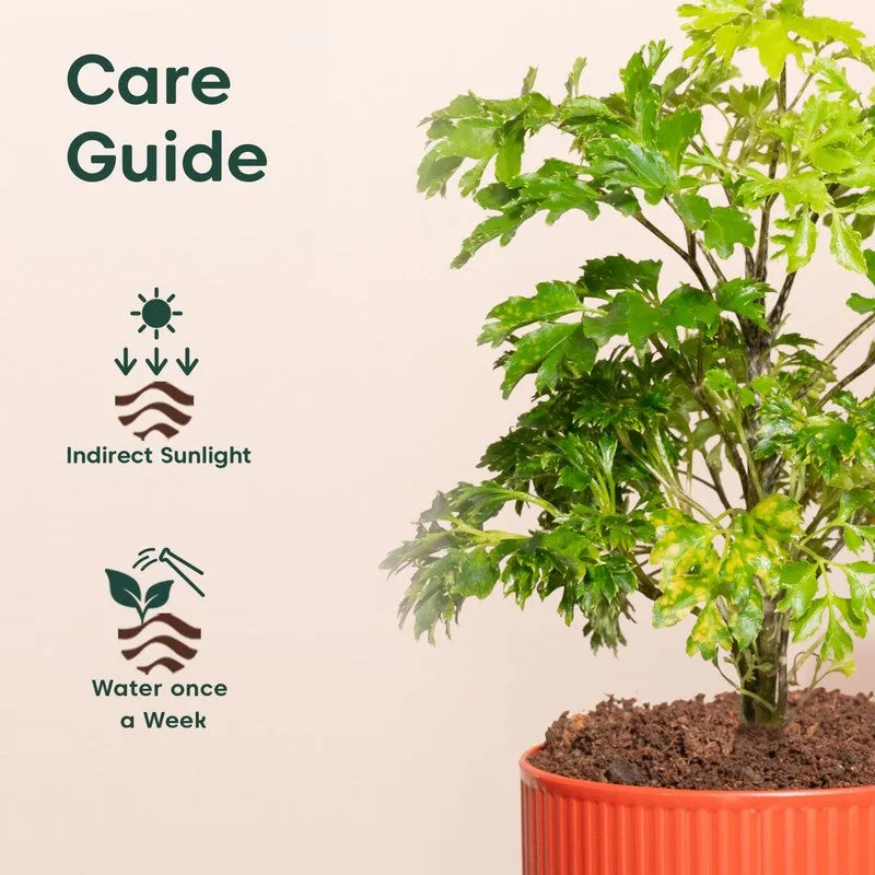 Kyari Aralia Green with Self Watering Pot - Red media 5