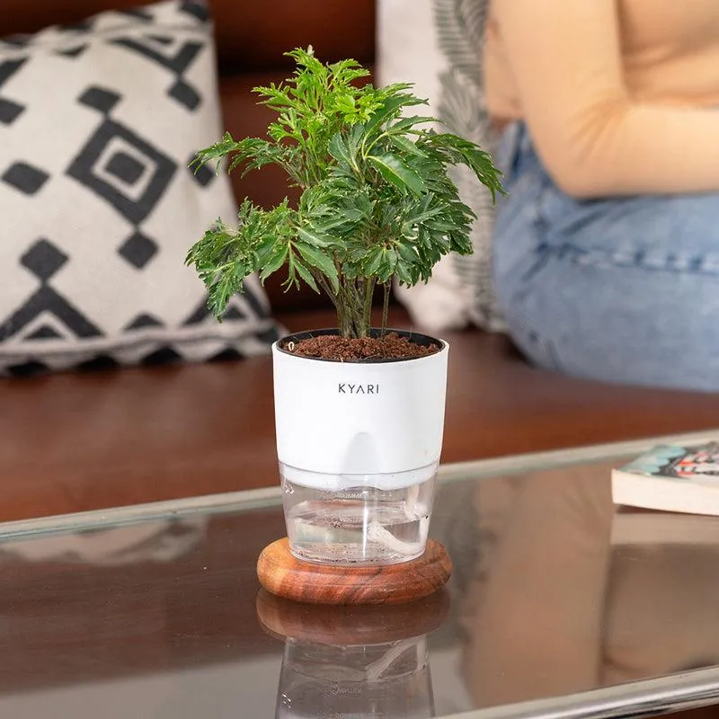 Kyari Aralia Green Plant With Self Watering Pot - White media 4