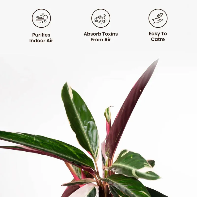 Kyari Calathea Triostar With Self Watering Pot - Red media 4