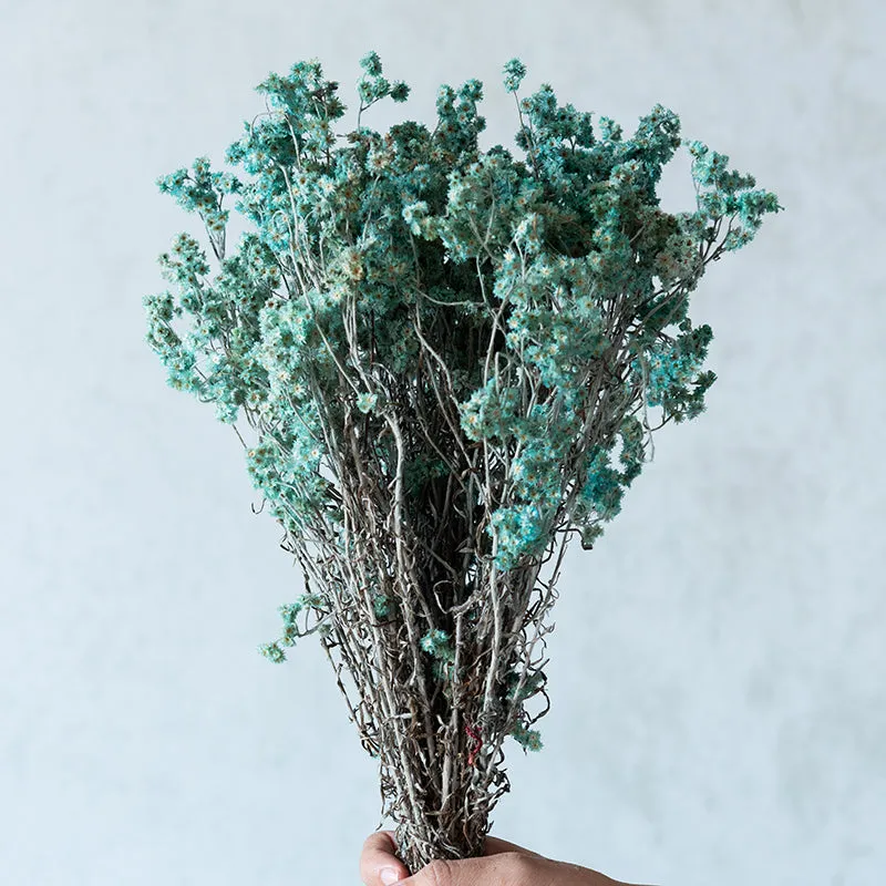 Gypsa Dried Baby's Breath Bunch - Blue media 4