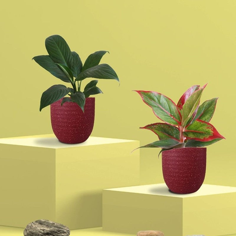 Greenkin Aglaonema Lipstick & Lily Live Plants (Red) - Set Of Two media 3
