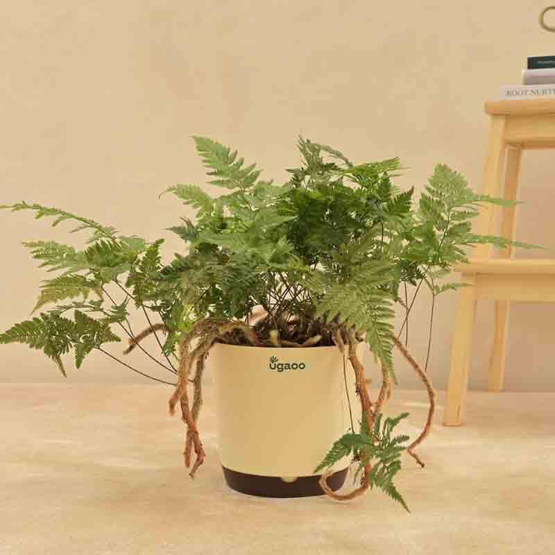 Ugaoo Rabbit's Foot Fern Plant media 4