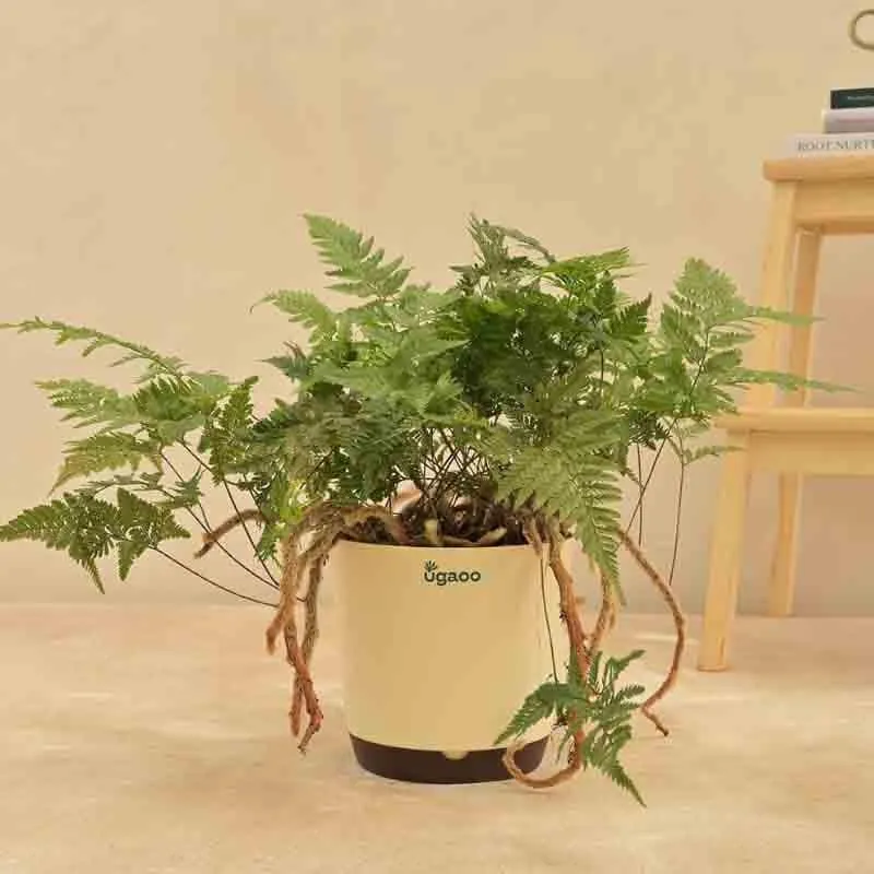 Ugaoo Rabbit's Foot Fern Plant media 4