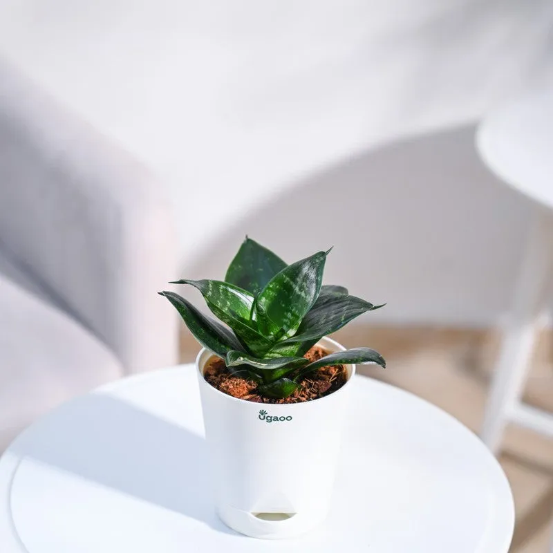Ugaoo Snake Plant - Green media 6