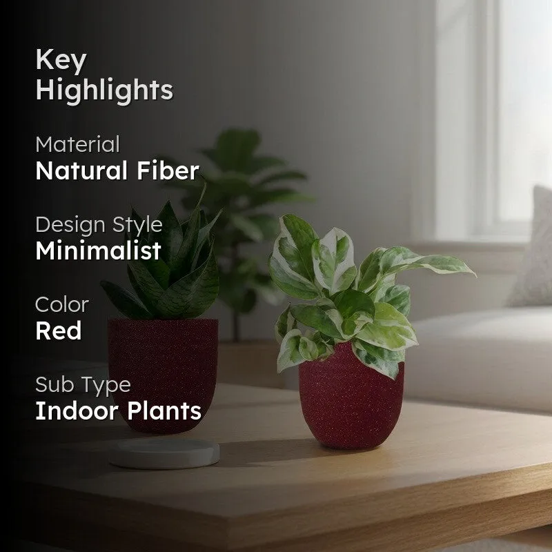 Greenkin Money Plant NJoy & Snake Live Plants (Red) - Set Of Two media 2
