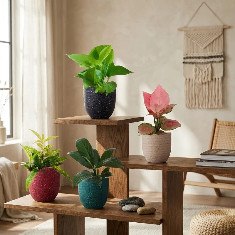 Greenkin Easy Care Air Purifying Live Plants - Set Of Four media 1