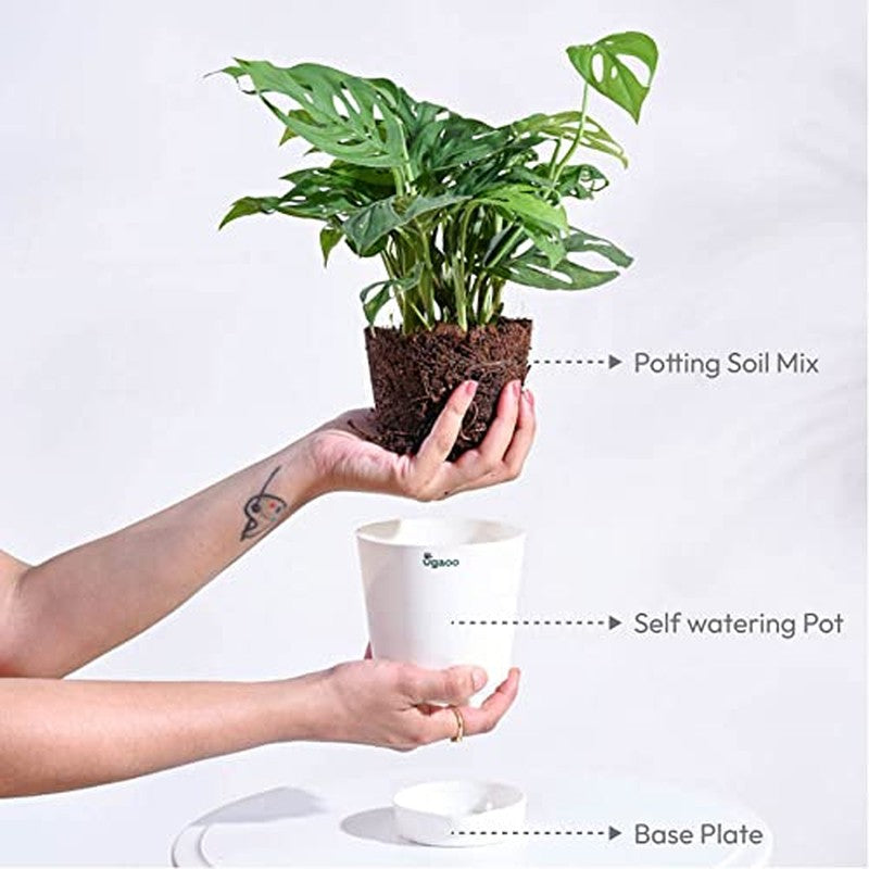 Ugaoo Broken Heart Plant media 5