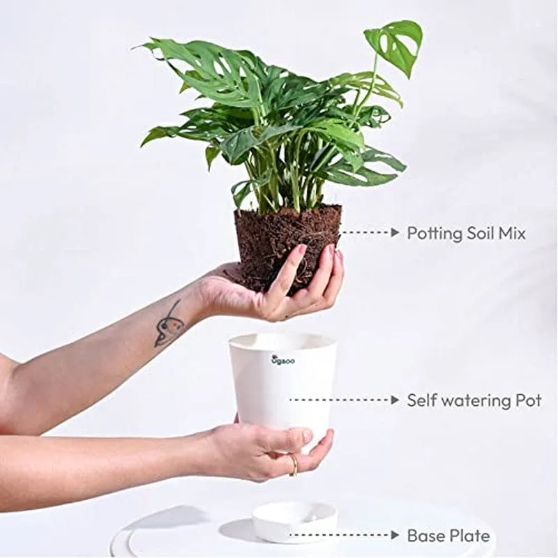 Ugaoo Broken Heart Plant media 5