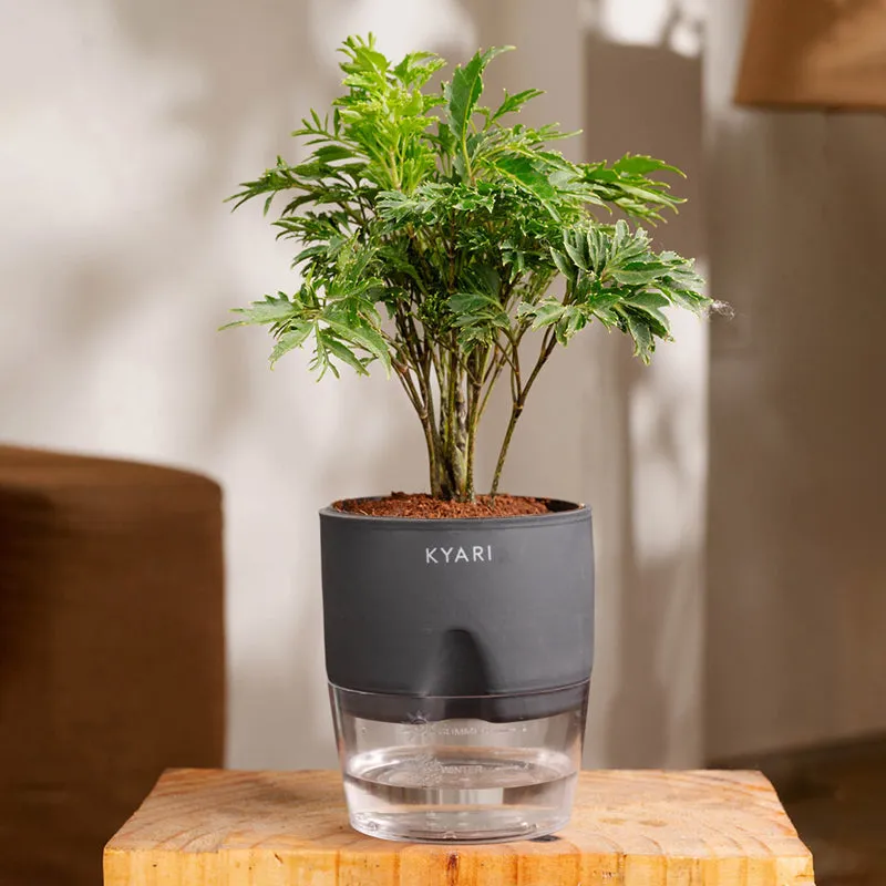 Kyari Aralia Green Plant With Self Watering Pot - Grey media 1