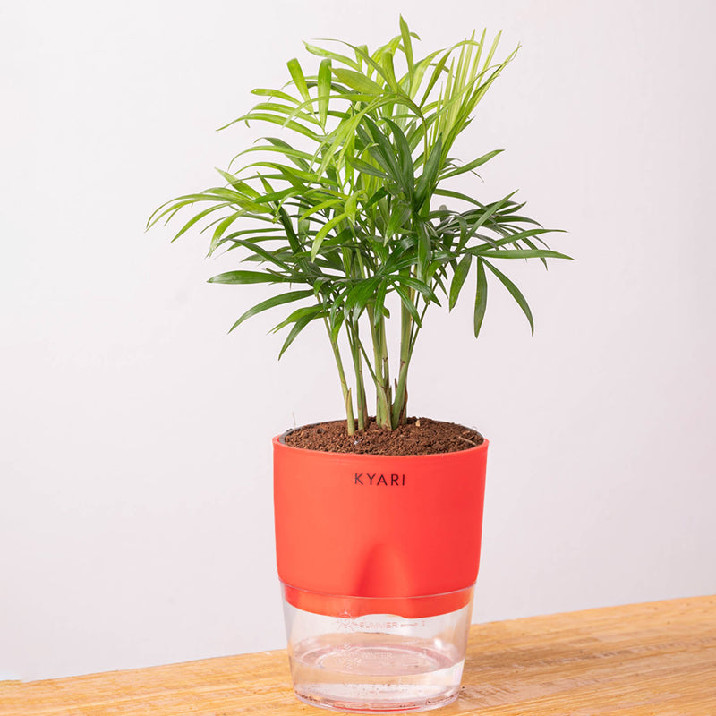 Kyari Chamaedorea Palm With Self Watering Pot (Red) - 18 cm media 6