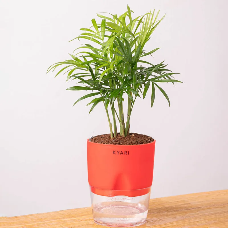 Kyari Chamaedorea Palm With Self Watering Pot (Red) - 18 cm media 6