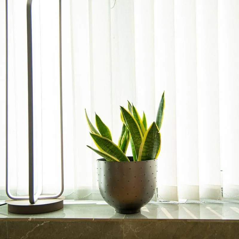 Dabo Venn Planter - Large media 3