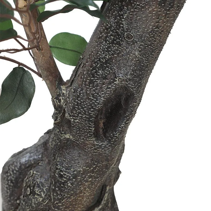 Urban Leaf Artificial Ficus With Black Plastic Pot- 6.5 Feet media 6