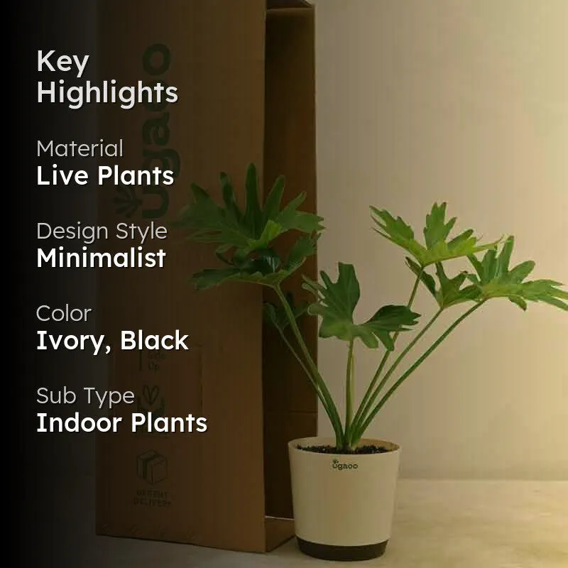 Ugaoo Philodendron Selloum Plant media 2