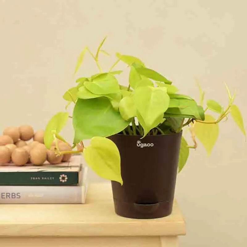 Ugaoo Philodendron Oxycardium Golden Plant media 6