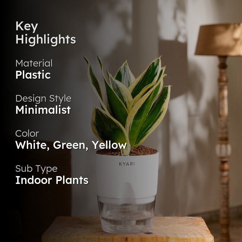 Kyari Golden Hahnii Snake Plant With Self Watering Pot - White media 2