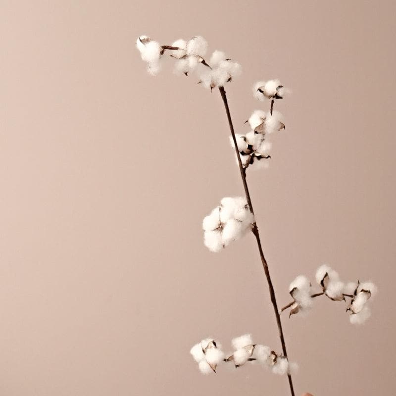Naturally Dried Cotton Sticks - Set Of Five media 4
