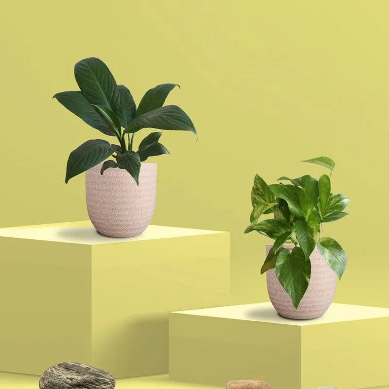 Greenkin Lily & Gold King Live Plants (Ivory) - Set Of Two media 3