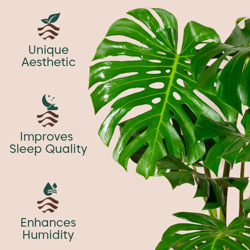 Kyari Monstera Deliciosa Plant With Metal Self Watering Pot (Green) - 3 Feet media 3