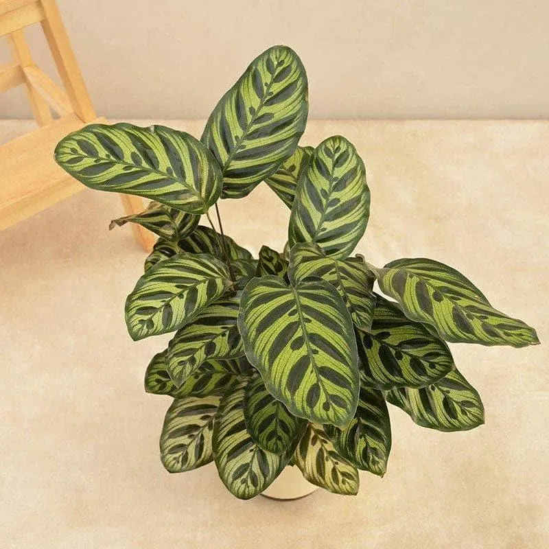 Ugaoo Peacock Live Plant With Self Watering Pot - Large media 4