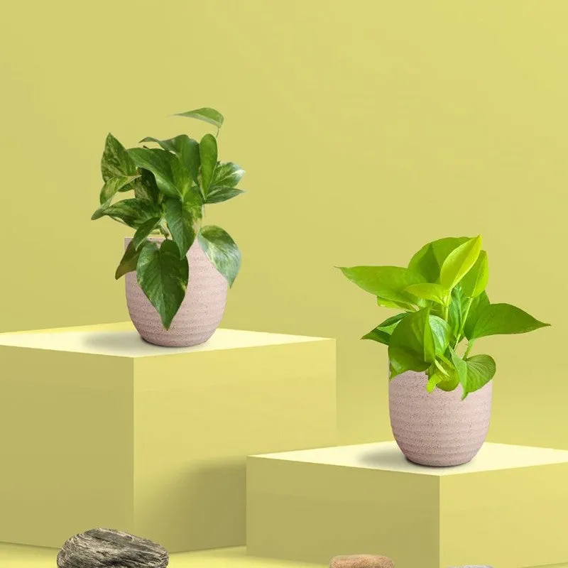 Greenkin Money Plant Golden & Gold King Live Plants (Ivory) - Set Of Two media 3