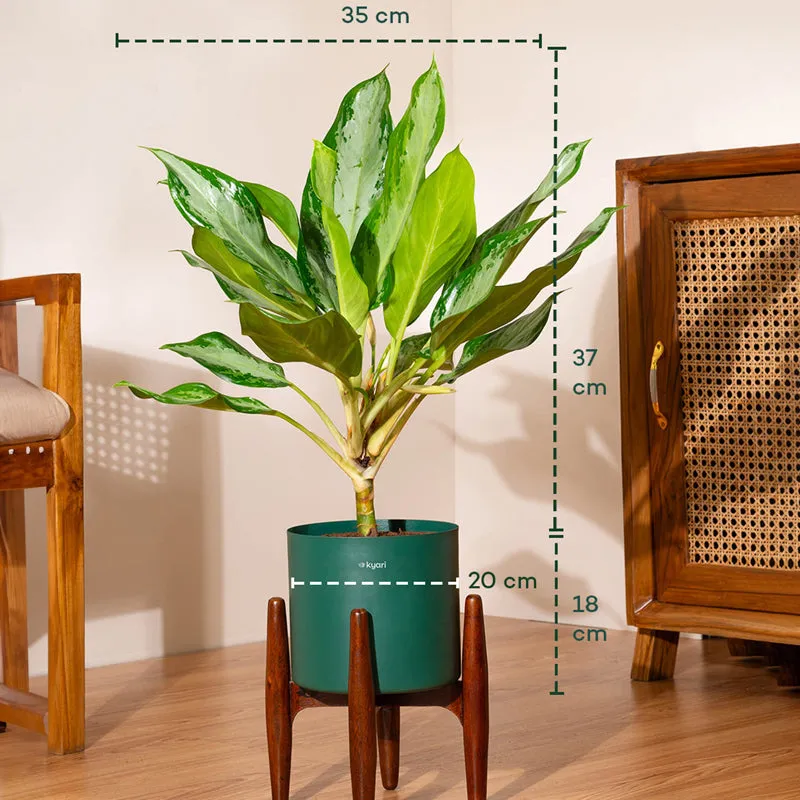 Kyari Aglonema Ice Plant With Metal Self Watering Pot (Green) media 5
