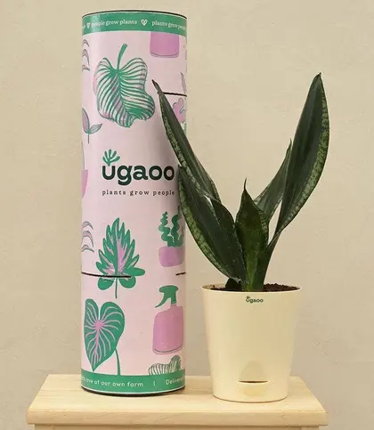 Live Plants