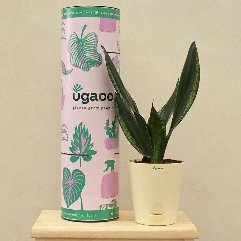 Ugaoo Sansevieria Whitney - Snake Plant media 1