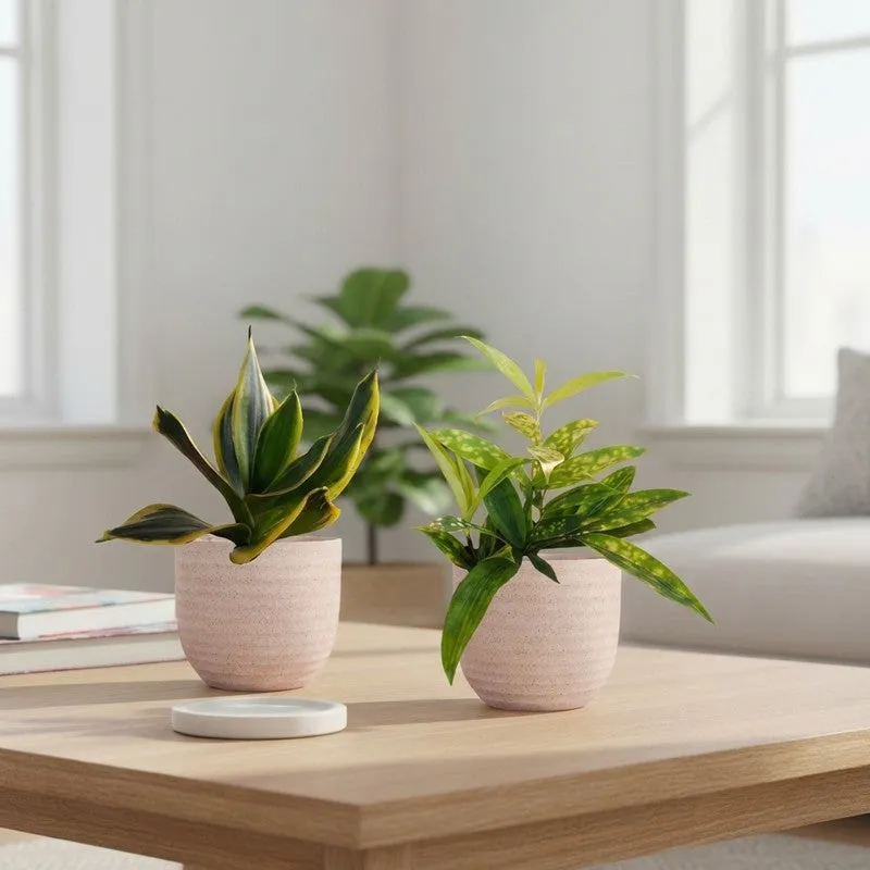 Greenkin Bamboo & Golden Snake Live Plants (Ivory) - Set Of Two media 1