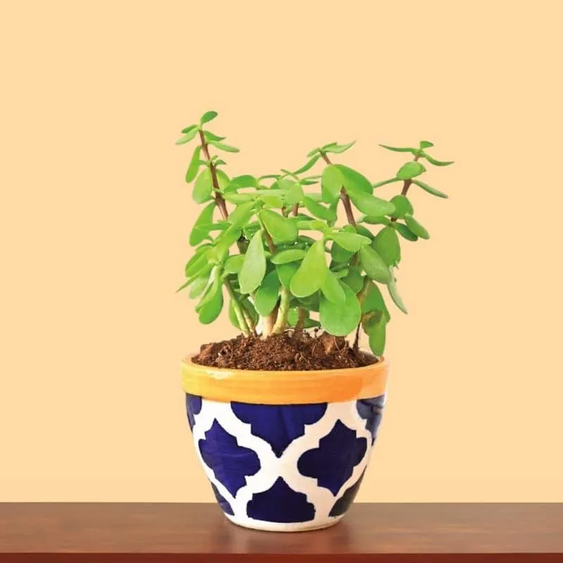 Ugaoo Good Luck Jade Plant With Apple Rose Blue Ceramic Pot media 1