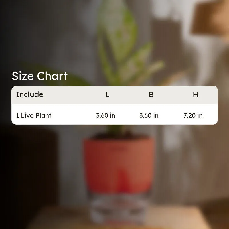 Kyari Aglaonema Snow White With Self Watering Pot - Red media 7
