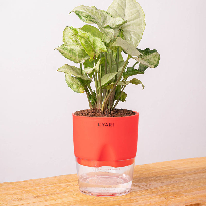 Kyari Syngonium Pixie Plant With Self Watering Pot (Red) - 18 cm media 6