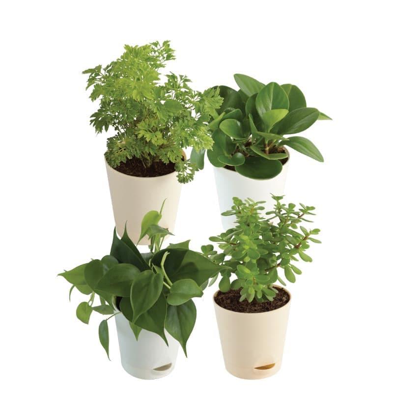 Ugaoo Indoor Live Plants With Pots - Set Of Four media 3