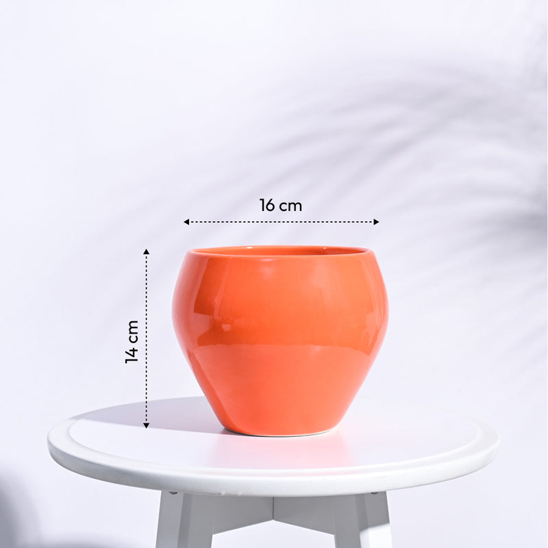Ugaoo Apple Orange Ceramic Pot- Medium media 6