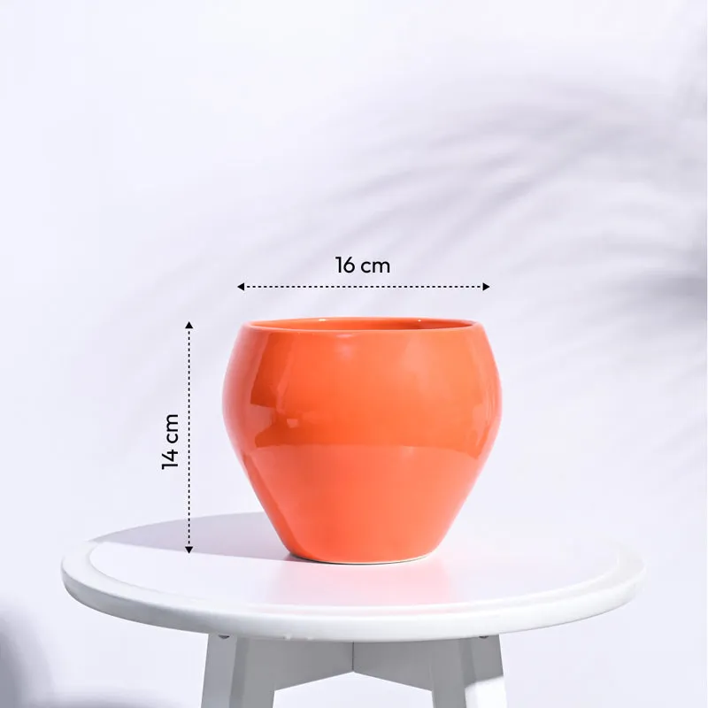 Ugaoo Apple Orange Ceramic Pot- Medium media 6