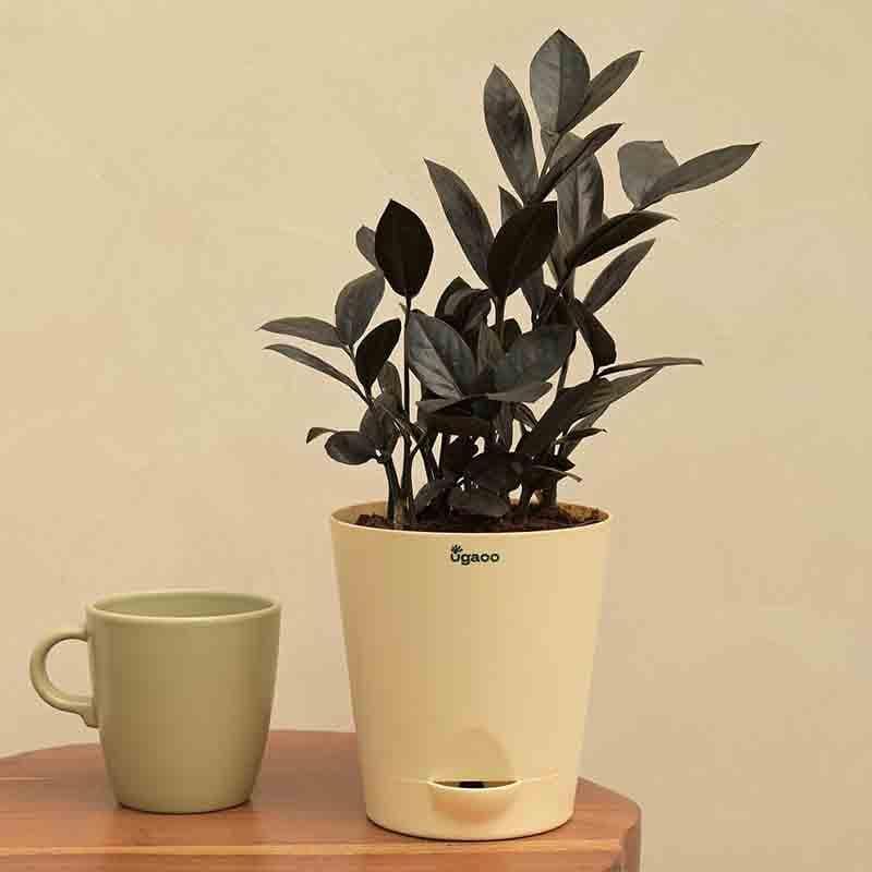 Ugaoo Zamia ZZ Black Plant media 3