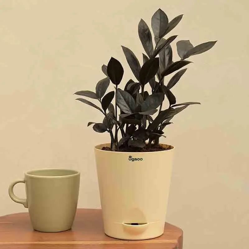 Ugaoo Zamia ZZ Black Plant media 3