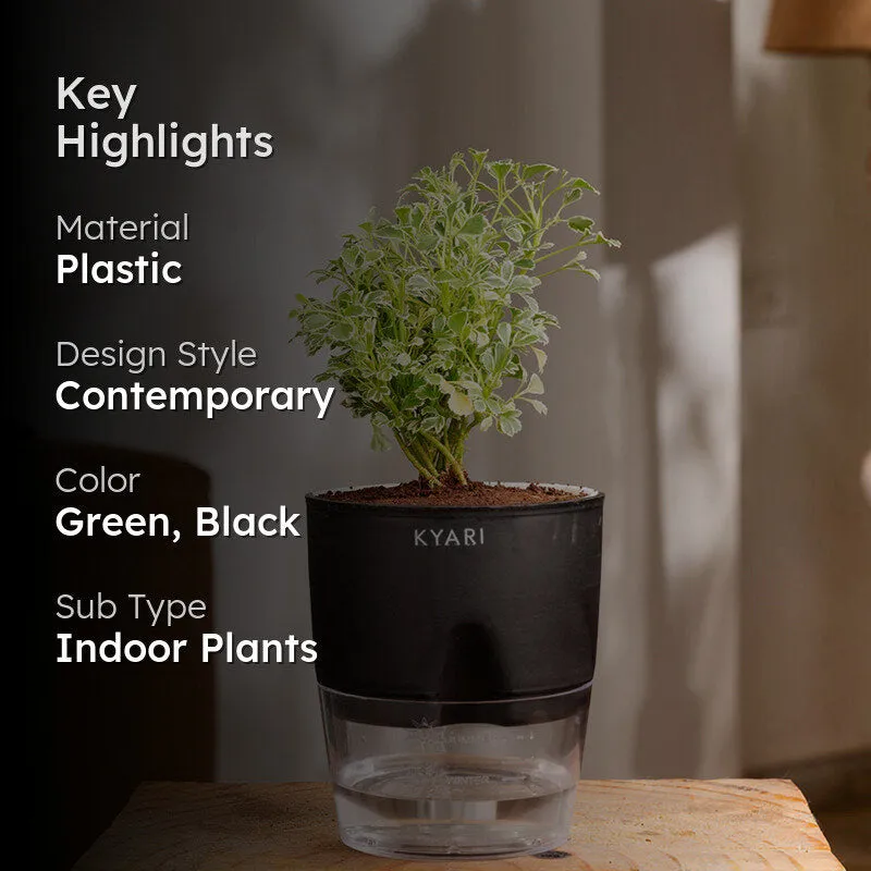 Kyari Variegated Aralia Plant With Self Watering Pot (Black) - 18 cm media 2