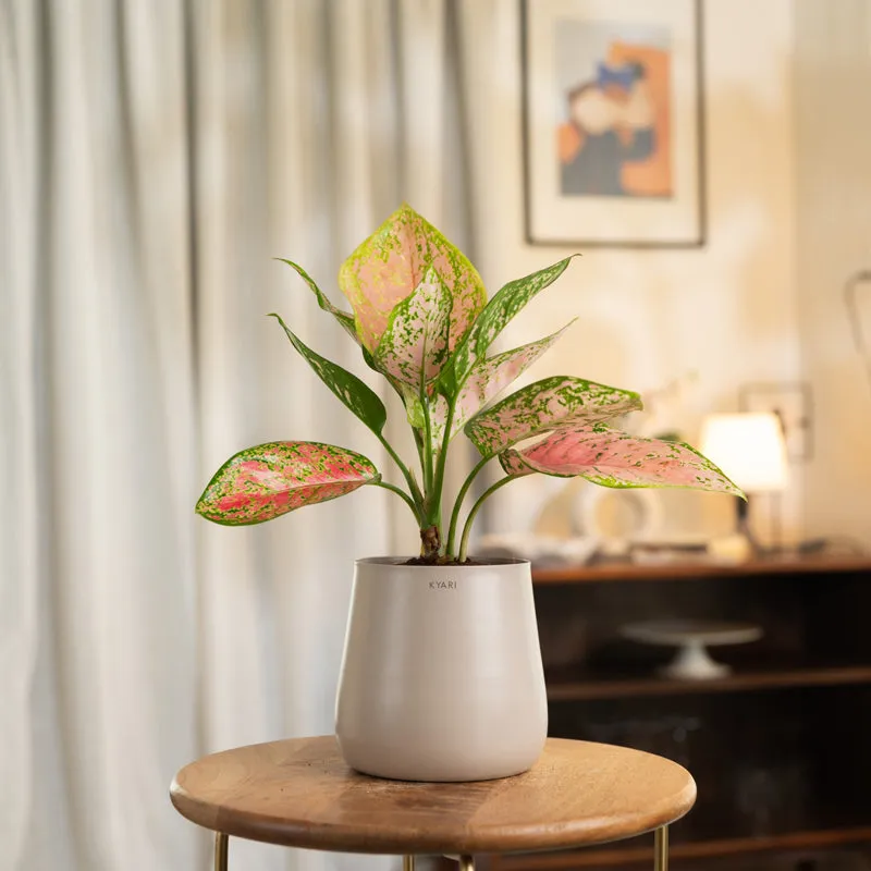 Kyari Aglaonema Pink Valentine Plant With Metal Self Watering Pot - Beige media 1
