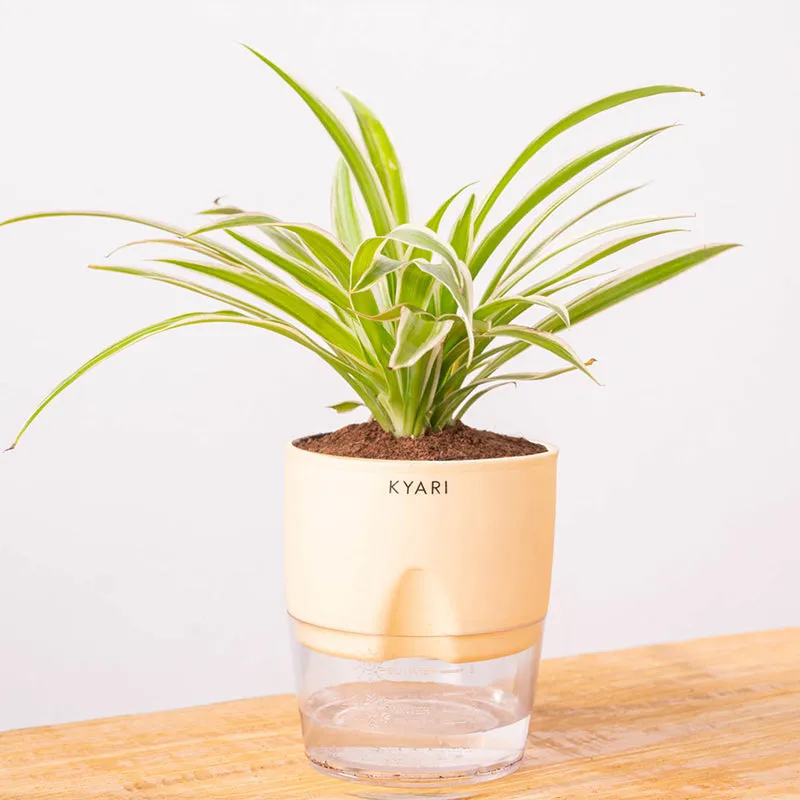 Kyari Spider Plant With Self Watering Pot (Cream) - 18 cm media 6