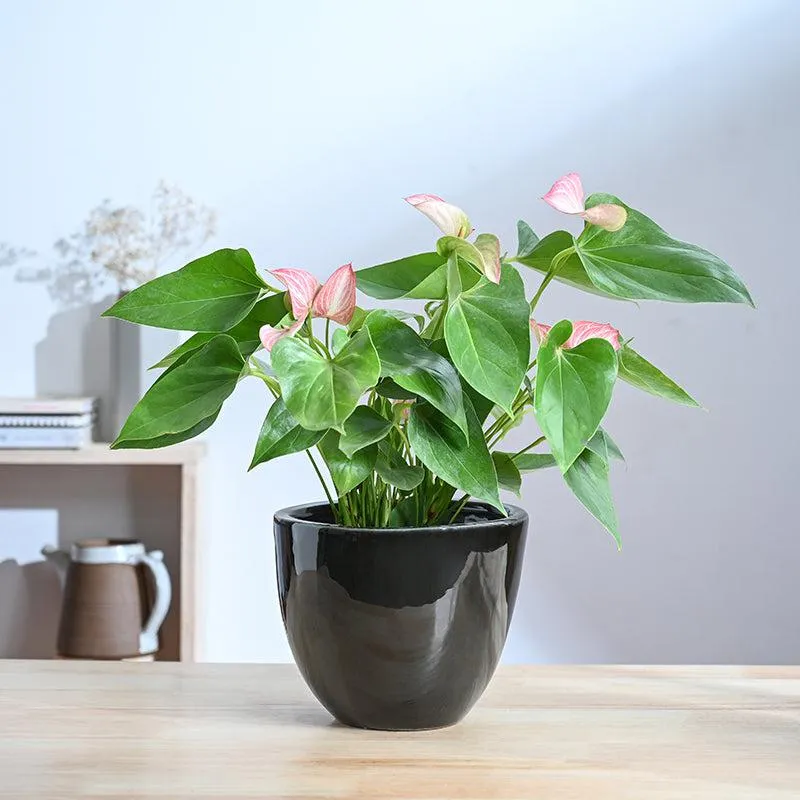Ugaoo Cantata Ceramic Planter - Black media 2