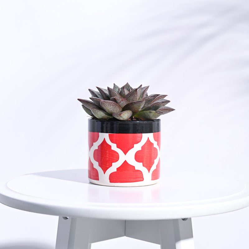 Ugaoo Pipe Rose Red Ceramic Pot media 3