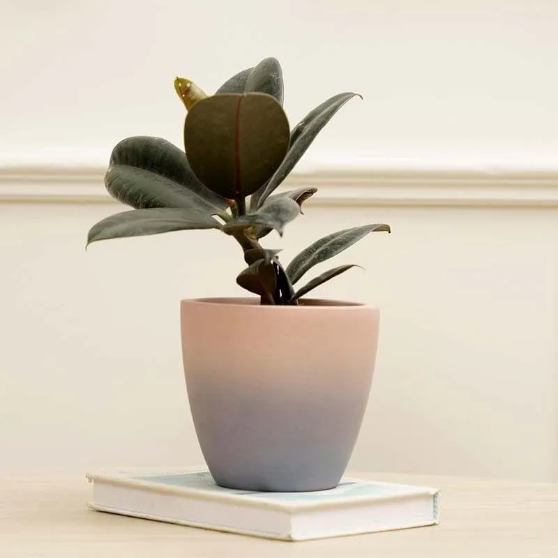 Ombre Planter media 4